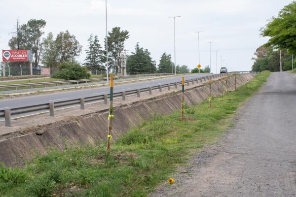 202-Arbolando-Santa-Ana-(11)