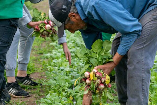 309 - Comenzó la cosecha de invierno en la Huerta Educativa Municipal (16)